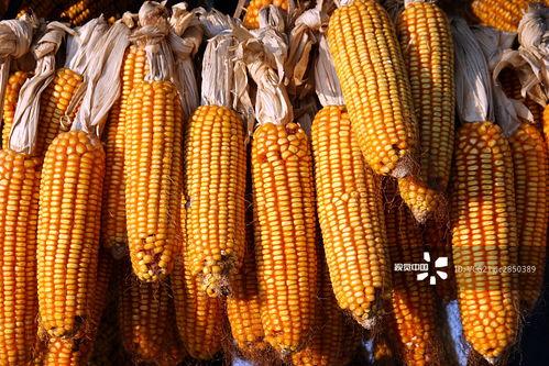 玉米最新爆料视频,惊人内幕曝光！